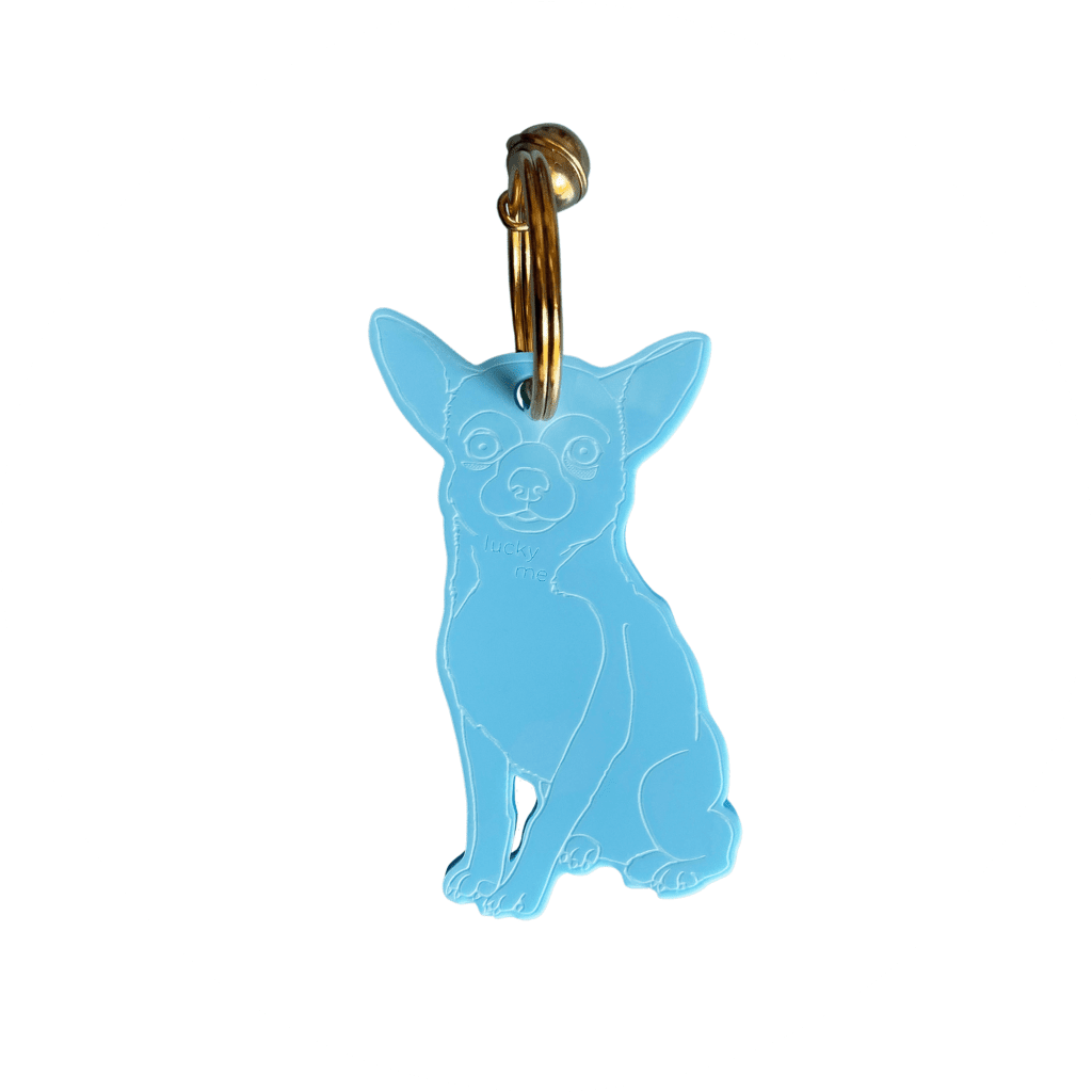 Lucky Chihuahua (shorthair) – Bild 3